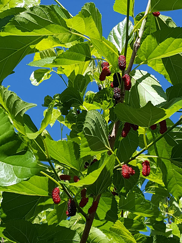 High Yield - Giant Sweet Southern Black Mulberry Tree (morus nigra) - Image 7