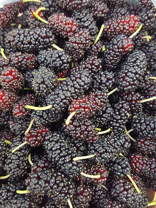 High Yield - Giant Sweet Southern Black Mulberry Tree (morus nigra) - Image 2