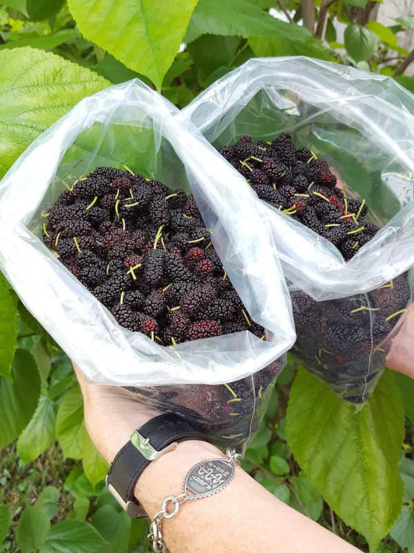 High Yield - Giant Sweet Southern Black Mulberry Tree (morus nigra) - Image 3