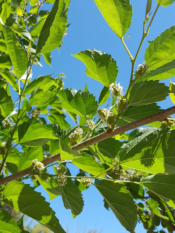 High Yield - Giant Sweet Southern Black Mulberry Tree (morus nigra) - Image 5