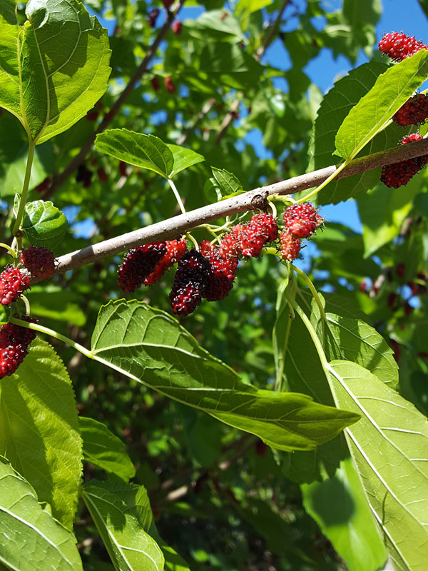 High Yield - Giant Sweet Southern Black Mulberry Tree (morus nigra) - Image 6