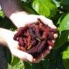 East Coast Foot Long Mulberry Tree (morus nigra)