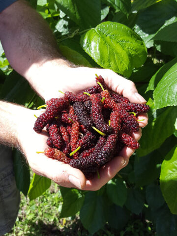 East Coast Foot Long Mulberry Tree (morus nigra)