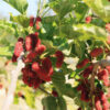 Northern Red Giant Mulberry Tree (morus rubra)