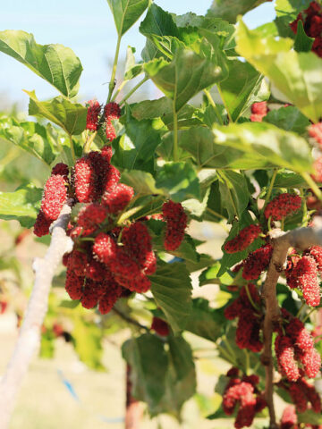 Northern Red Giant Mulberry Tree (morus rubra)