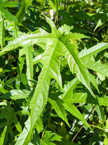 Digitata Mulberry Tree (morus rohde)