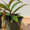 Nepenthes Bugzilla Leaf Plant (In 4" Pot)