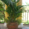 Lg. Yellow Butterfly Palm Tree (areca lutescens in 4" pot)