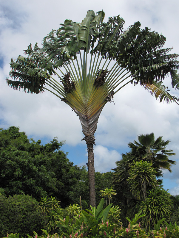 Giant Hawaiian Travelers Palm Tree (ravenala madagascariensisin 4" Round) - Image 3