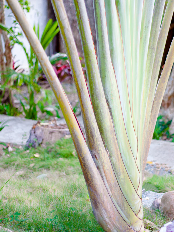 Giant Hawaiian Travelers Palm Tree (ravenala madagascariensisin 4" Round) - Image 5