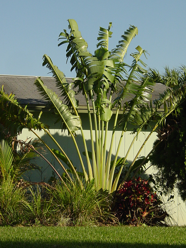 Giant Hawaiian Travelers Palm Tree (ravenala madagascariensisin 4" Round) - Image 7