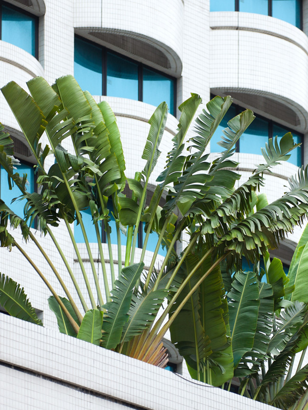 Giant Hawaiian Travelers Palm Tree (ravenala madagascariensisin 4" Round) - Image 4