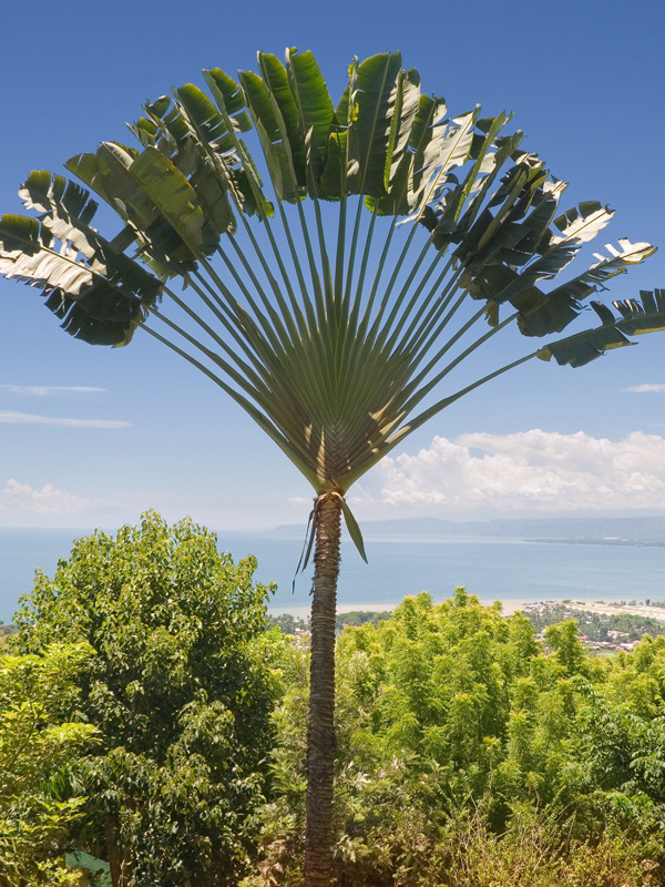 Giant Hawaiian Travelers Palm Tree (ravenala madagascariensisin 4" Round) - Image 9