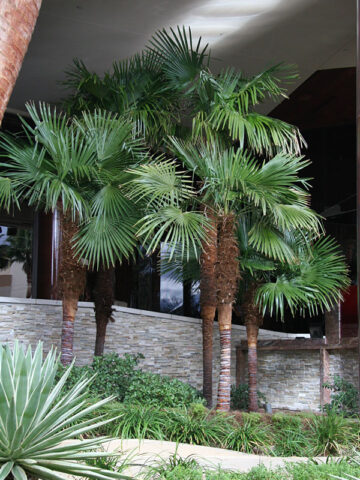 Cold Hardy Wind Mill Palm Tree (trachycarpus fortunei in 2x3" pot)
