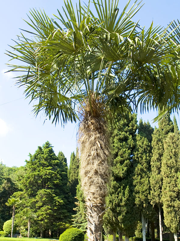 Cold Hardy Wind Mill Palm Tree (trachycarpus fortunei in 2x3" pot) - Image 5