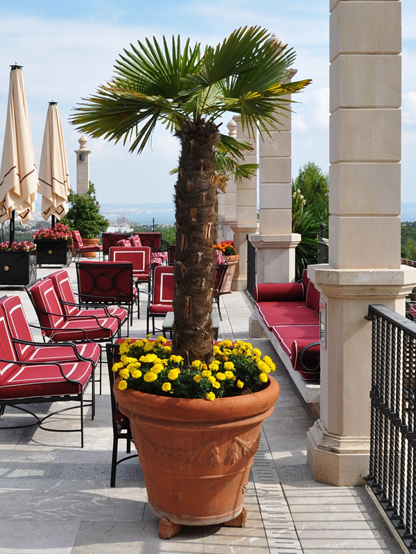 Cold Hardy Wind Mill Palm Tree (trachycarpus fortunei in 2x3" pot) - Image 2