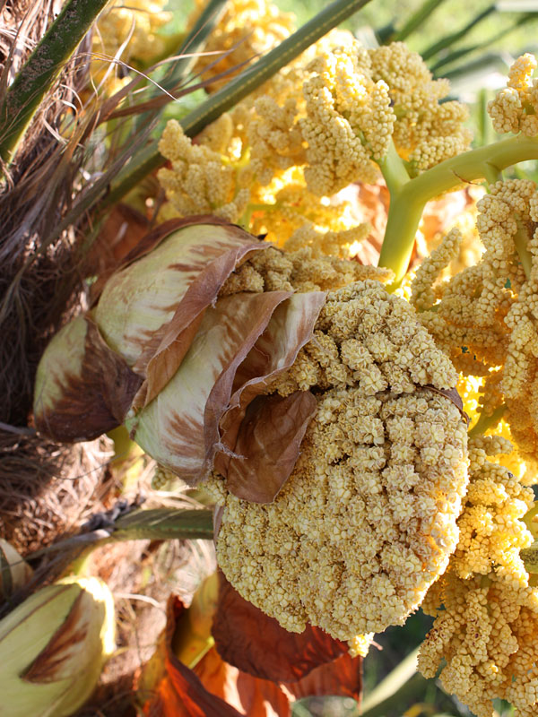 Cold Hardy Wind Mill Palm Tree (trachycarpus fortunei in 2x3" pot) - Image 4