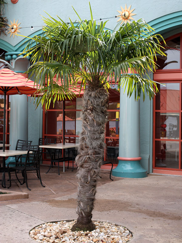 Cold Hardy Wind Mill Palm Tree (trachycarpus fortunei in 2x3" pot) - Image 3