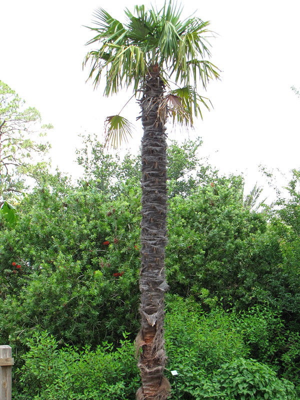 Cold Hardy Wind Mill Palm Tree (trachycarpus fortunei in 2x3" pot) - Image 6