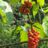 Grow Your Own Guarana Bush (paullinia cupana 2x2x3" Pot)