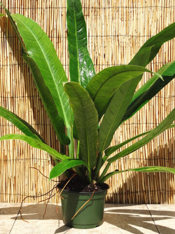 XL Philodendron Acutifolium Plant in 6” pot