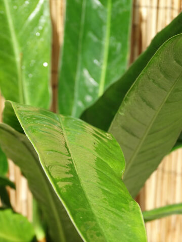 Alternative view of XL Philodendron Acutifolium Plant in 6” pot