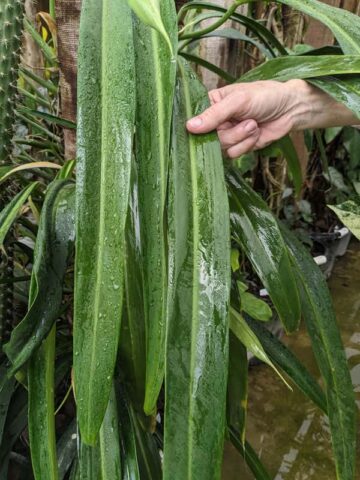 Philodendron Alternans Plant in 2″ pot