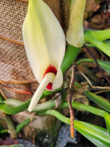 Alternative view of Philodendron Alternans Plant in 2″ pot