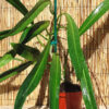 Philodendron Alternans Bayonet Leaf Plant in 4" pot