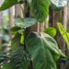 Philodendron Angel Plant in 4" Round Pot