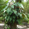 Philodendron Anderson Red Plant in 2x2x7" pot