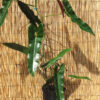 Philodendron Atabapoense Plant in 2x2x7" pot