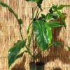 Philodendron Barrosoanum Plant in 2x2x7" pot