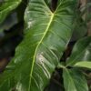Philodendron Bernardopazii Plant in 2x3" pot