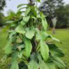 Philodendron Bipennifolium Glaucous Blue Hue in 2x3" pot