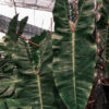 Philodendron Billietiae Croat Plant in 2x2x7" pot