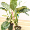 Super White Mature Philodendron Birkin Variegata in 4” pot