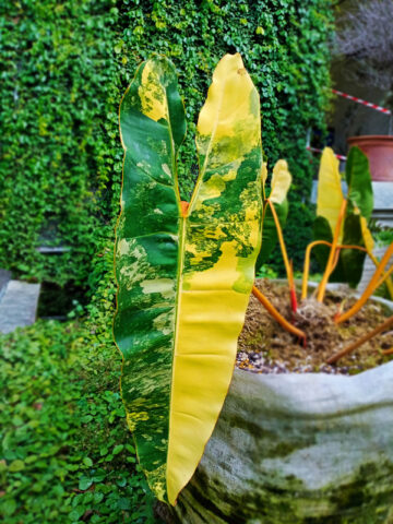 Philodendron Billietiae Variegata Plant in 2x2x7" pot