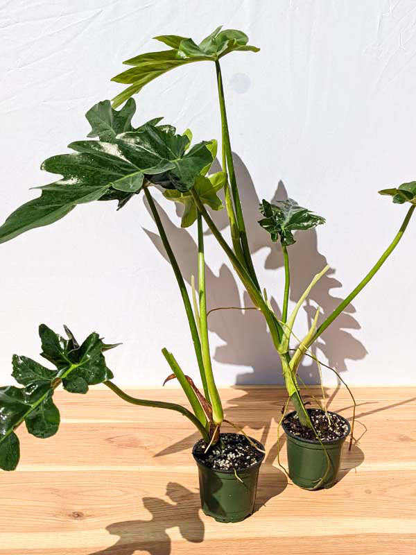Lg Philodendron Bob See Plant in 4” pot - Image 8
