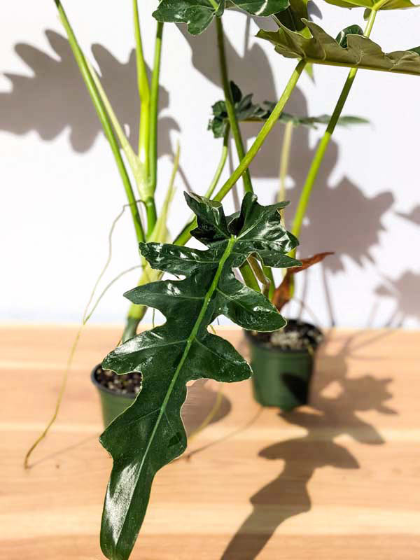 Lg Philodendron Bob See Plant in 4” pot - Image 7