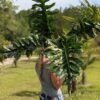 Lg Philodendron Bob See Plant in 4” pot