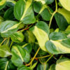 Philodendron Brasil Plant in 2x3″ pot