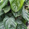 Philodendron Brandtianum Plant in 2x2x3" Square