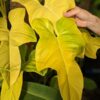 Philodendron Bipennifolium Aurea Plant in 2x3″ pot