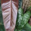 Philodendron Brevispathum Silver Splash Peru Maroon in 4" pot