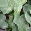 Philodendron Bipennifolium Splash Plant in 2x2x7" pot