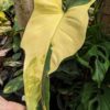 Philodendron Bipennifolium Aurea Variegata Plant in 4" pot