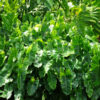 Top Seller Philodendron Burle Marx Plant in 2x3″ pot