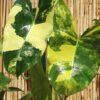 Philodendron Burle Marx Albo Variegata Plant in 2x2x7" pot