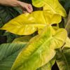GIANT CLONE Philodendron Calkins Gold Plant